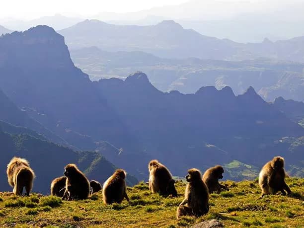 Bale Mountains National Park