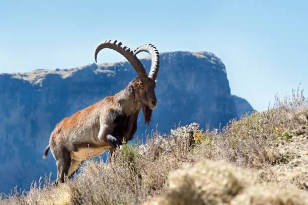 Bale Mountains National Park thumbnail 3